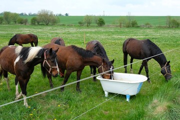 A herd of horses on geen meadow drinking water from a metal tub