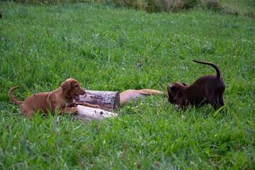 two dogs playing