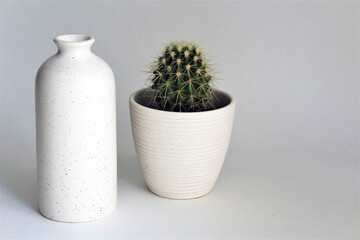 cactus in a white pot with a white vase