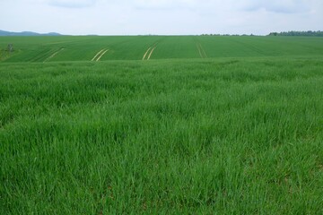 Beautiful rural view - green fields with young grain on hills in sunny spring day. Polish countryside, Cracow-Czestochowa Upland, Silesia, Poland.