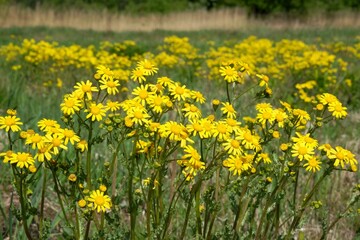 Meadow overgrown with yellow flowers Jacobaea vulgaris  (ragwort, common ragwort, stinking willie, tansy ragwort, benweed) in spring sunny day. The plant is highly poisonous and carcinogenic.
