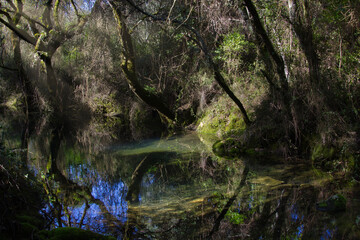 refletion of the trees in the river