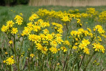 Meadow overgrown with yellow flowers Jacobaea vulgaris  (ragwort, common ragwort, stinking willie,...