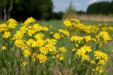 Meadow overgrown with yellow flowers Jacobaea vulgaris  (ragwort, common ragwort, stinking willie, tansy ragwort, benweed) in spring sunny day. The plant is highly poisonous and carcinogenic.