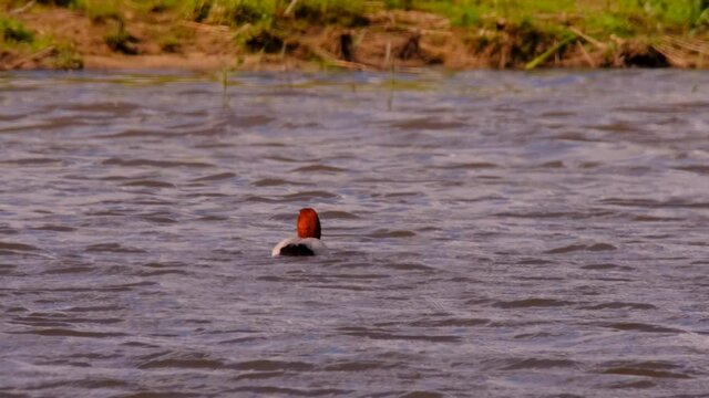 Eurasian wigeon, also known as widgeon (Mareca penelope) dabbling duck swimming in the Reevediep lake in Overijssel, Netherlands during a springtime day.