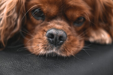cavalier king charles spaniel
