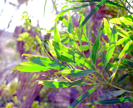 Vivid and lush leaves of eucalyptus, floral elements of a natural tropical garden in blurred background. © Daguimagery
