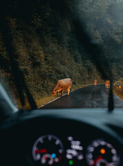Brown cows in the middle of the road, in a rainy day, viewed from driver point of view