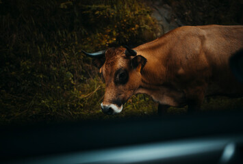 Brown cow viewed through car window, during road trip in Asturias, Spain.