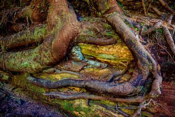tree roots on fallen log