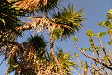 Ein Feigenbaum unter Palmen bereitet sich auf den Frühling vor