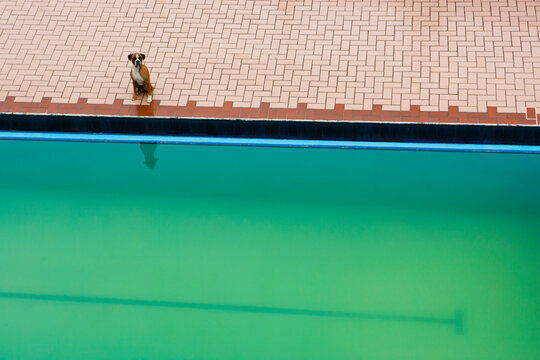 A boxer dog sits next to a green pool in the town of Coroico in Bolivia.   