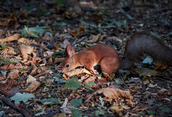 Squirrel looking for nuts in the forest autumn leaves and sunset, the sunbeam falls on the...