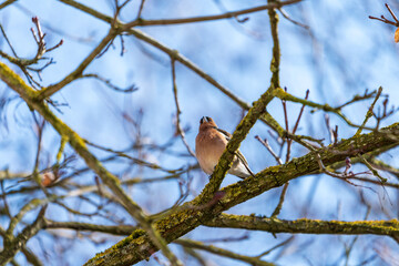 Braunfink im Baum