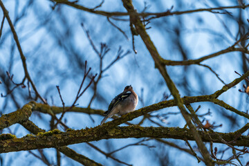 Braunfink im Baum