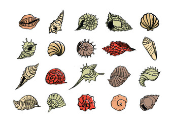 colorful seashell illustration collection set. animated nautical animal in vector graphic for creative design. aquatic object animation isolated on white background.