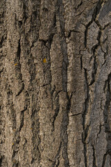 Poplar texture of the bark of an old tree. Close up