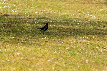 Amsel auf einer Wiese