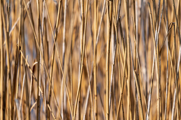 braunes Schilfgras am Fluss