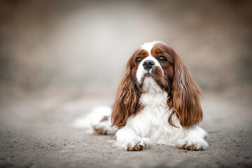 Cavalier King Charles Spaniel portrait