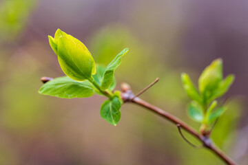 close up of plant of tree