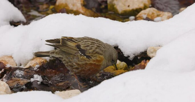 Alpine Accentor (Prunella collaris) adult in the snow looking for food