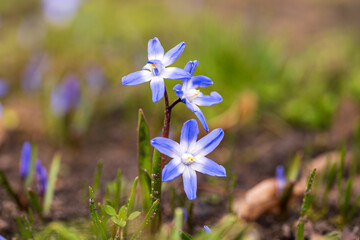 close up of blue flower