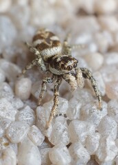 little zebra spider on the wall