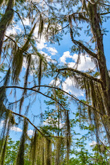 Forest swamp land in Okefenokee Swamp Park, Southern Georgia.