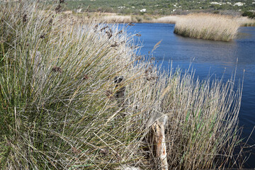Marécage de l'Ostriconi, Corse