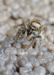 little zebra spider on the wall