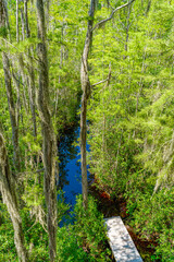 Wooden path through forest woods of Okefenokee Swamp Park in Georgia.