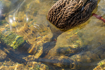 Stockente beim tauchen