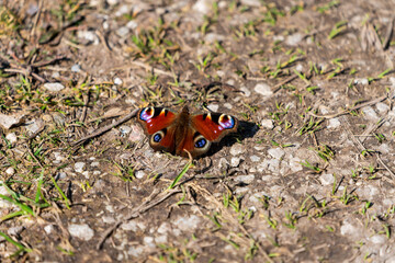 Pfauenauge am Feldweg