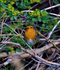 robin