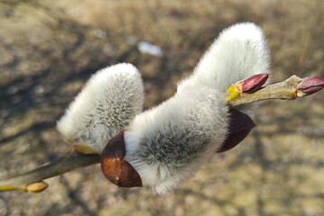willow branch in spring © Lesya
