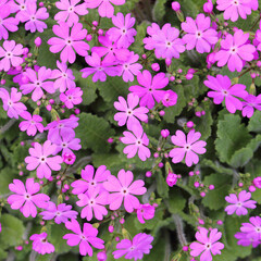 Blooming lilac primrose flowers. Springtime background, top view.