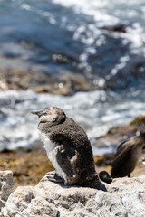 African penguin on the beach in Boulders Beach, Cape of Good Hope, Western Cape, South Africa 