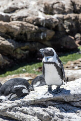 African penguin on the rocks near the ocean in Betty's Bay, Western Cape, South Africa 