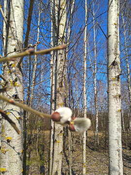 forest in spring