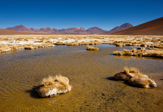 The Salar de Chalviri has wet and dry areas where clump grasses grow low to the ground in Andean Puna regions in the Sud Lipez region of Potosi in southwestern Bolivia.    