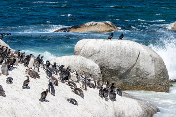 African penguin on the beach in Boulders Beach, Cape of Good Hope, Western Cape, South Africa 