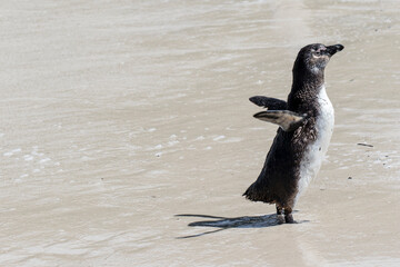 African penguin on the beach in Boulders Beach, Cape of Good Hope, Western Cape, South Africa 