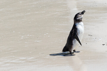 African penguin on the beach in Boulders Beach, Cape of Good Hope, Western Cape, South Africa 