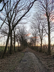 Obraz premium path in autumn