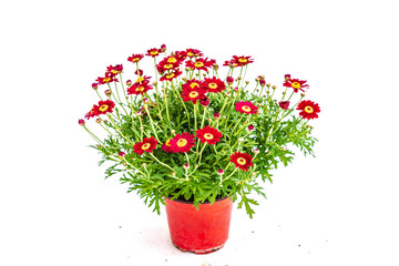 Spring flowers isolated on white