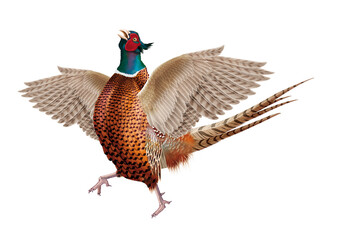  faisan, chasse, mâle, femelle,  poulet, animal, coq, nature, sauvage, ailes, cuisiner, isolé, ferme, poule, volaille, blanc, chasse, oiseau, faune, , commun, gazon, bec, coloré, chasse, aviaire