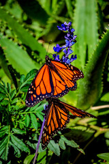 monarch butterflies