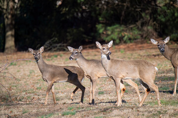 Naklejka na ściany i meble Four young whitetail deer cross a feild