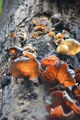 Mushrooms on a tree trunk.